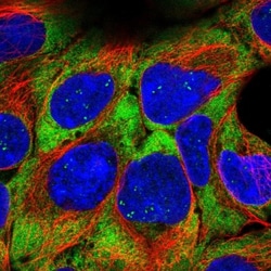 RPL21 Antibody, Novus Biologicals:Antibodies:Primary Antibodies